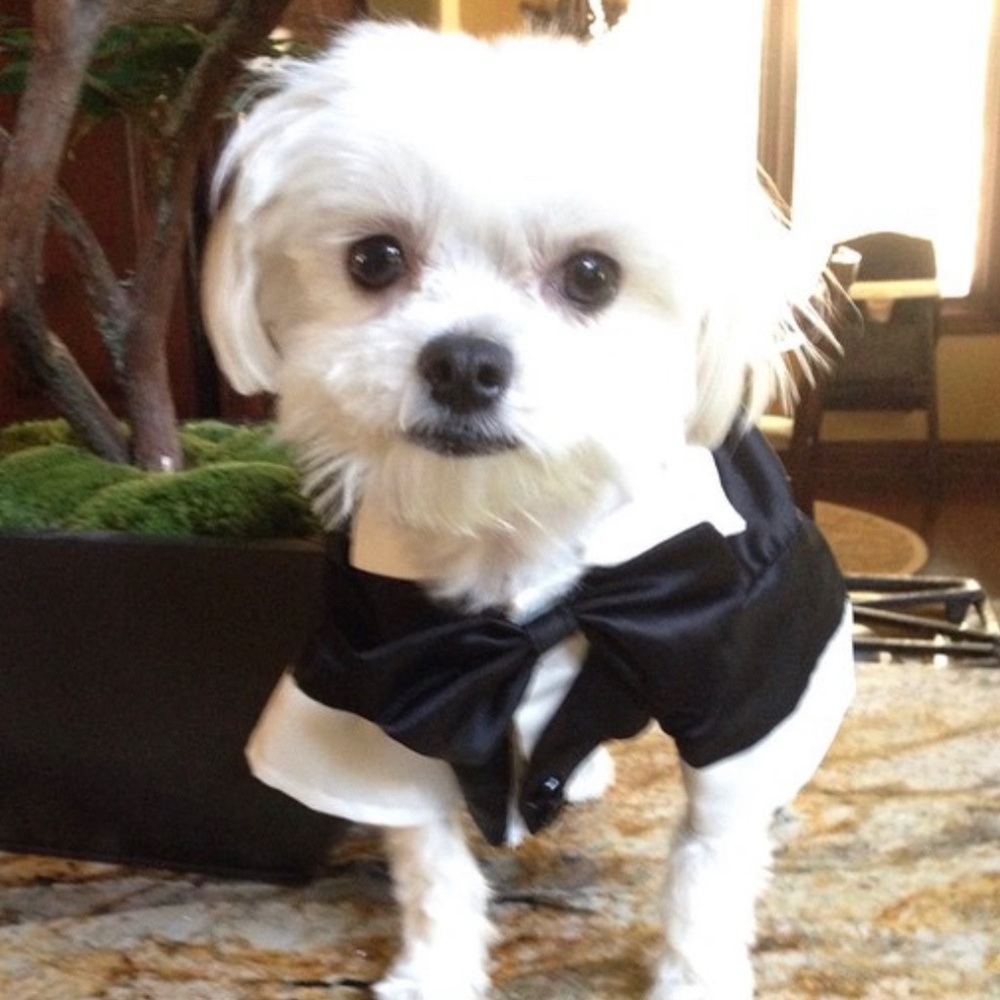 Tux with tails satin worn just to model